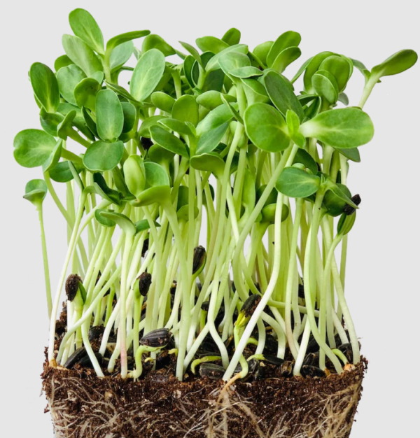 Sunflower microgreens 100g