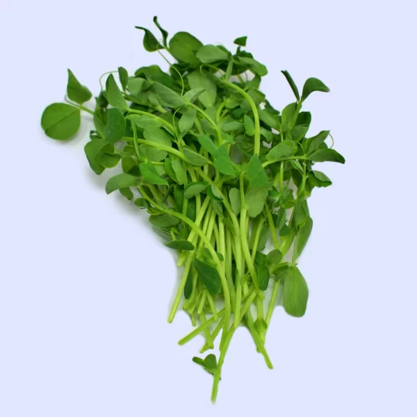 Pea microgreens 100g