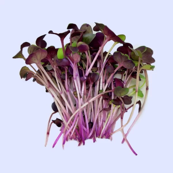 Radish microgreen 100g